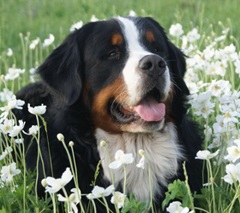 Câine de munte Bernese - totul despre rasă, istoria rasei, tratament, nutriție, câini Bernese Mountain Dog