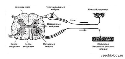 Biologie pentru elevi - 01