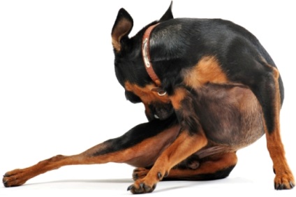 Fluturi în aspectul câinilor, simptome de prezență și remediu