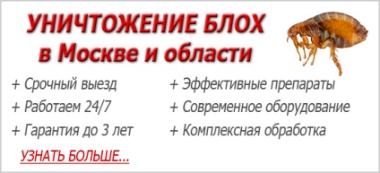 Fluturi în aspectul câinilor, simptome de prezență și remediu