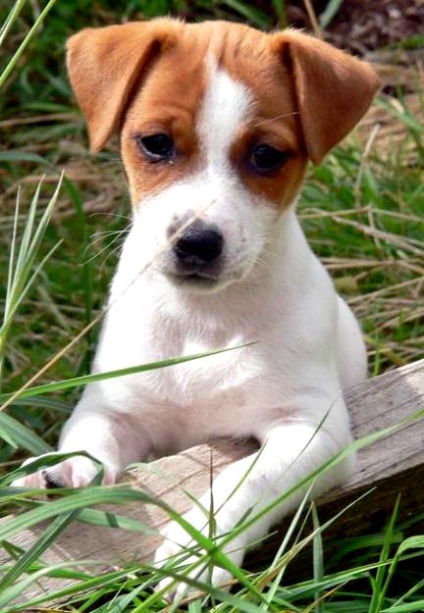 Boala Jack Russell Terrier, cei mai buni prieteni