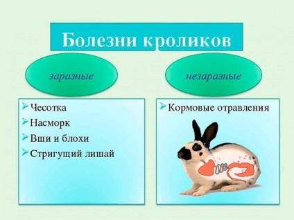 Boli ale iepurilor și simptomele acestora