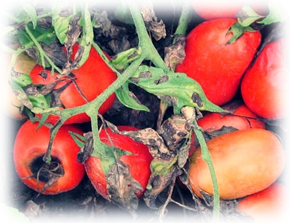 Boli ale tomatelor, tratament și prevenire