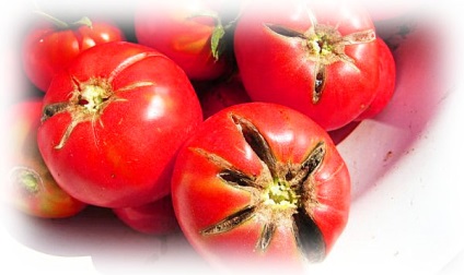Boli ale tomatelor, tratament și prevenire