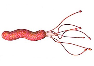 Durerea din stomac după tratamentul cu Helicobacter