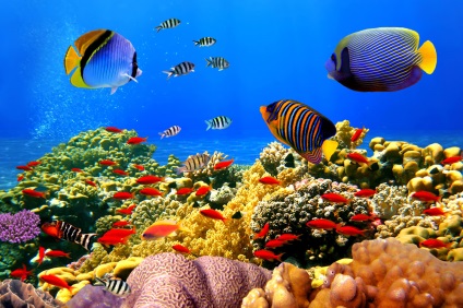 Marele Barrier Reef