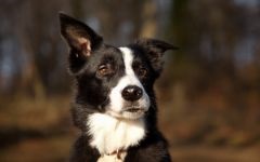 Border Collie in Questions and Answers poze, cum un collie de frontieră se comportă cu copiii ce fel de fizic