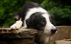 Border Collie in Questions and Answers poze, cum un collie de frontieră se comportă cu copiii ce fel de fizic