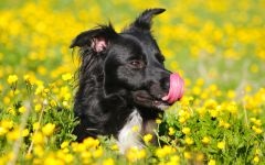 Border Collie in Questions and Answers poze, cum un collie de frontieră se comportă cu copiii ce fel de fizic