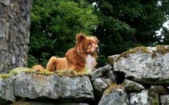 Border Collie in Întrebări și Răspunsuri foto, cum un collie de frontieră se comportă cu copiii ce fizic