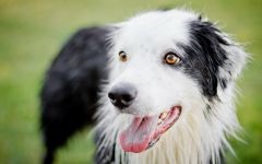 Border Collie in Întrebări și Răspunsuri foto, cum un collie de frontieră se comportă cu copiii ce fizic