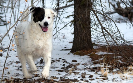 Border Collie in Întrebări și Răspunsuri foto, cum un collie de frontieră se comportă cu copiii ce fizic