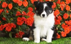 Border Collie in Questions and Answers poze, cum un collie de frontieră se comportă cu copiii ce fel de fizic