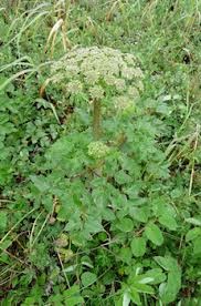 Borshevica sau ciobanul siberian - o planta cunoscuta in Siberia