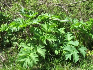 Borshevica sau ciobanul siberian - o planta cunoscuta in Siberia