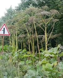 Borshevica sau ciobanul siberian - o planta cunoscuta in Siberia