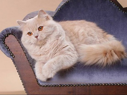 Pisica britanica cu parul lung - o combinatie de demnitate si nobilime