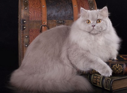 Pisica britanica cu parul lung - o combinatie de demnitate si nobilime