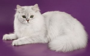 Codul britanic de pisici de rasă lungă, descriere