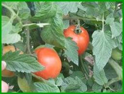 Vindecarea și proprietățile medicinale ale tomatei (roșii), master piggy bank