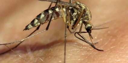 Hogyan vágjunk szúnyogcsípést a legjobb krémekkel és kenőccsel - elsősegély a szúnyogcsípésekhez - cikkek