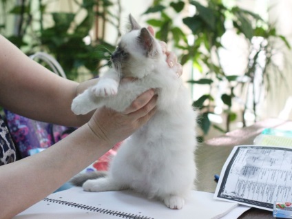 Cum diferă metrica de documentele pedigree pe pisici - articole despre pisici - pca club de pisici