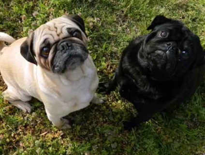 Pug negru, pug alb, pug roșu cu fotografie și video