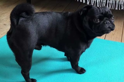 Pug negru, pug alb, pug roșu cu fotografie și video