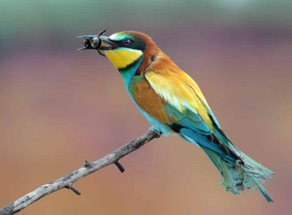 Citiți despre bee-eater - o pasăre frumoasă bâjbâi pe site-ul