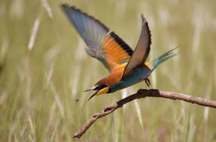 Citiți despre bee-eater - o pasăre frumoasă bâjbâi pe site-ul