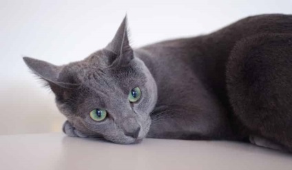Citiți despre pisica albastră rusă de pe site