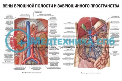 Ce arată cavitatea abdominală, comentarii