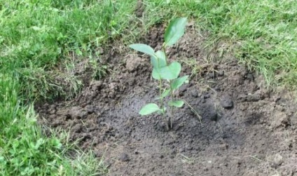 Ce să planteze în august sfârșitul verii