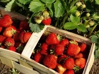 Ce să plantezi după căpșuni