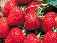 Ce să plantezi după căpșuni