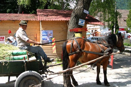 Urșii țigani sau românii în timpul iernii, primăvara și vara