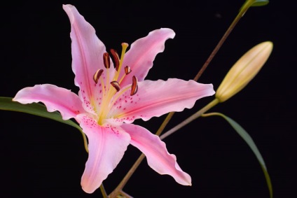 Virágok és csokrok ingyenes letöltés - orchidea, liliom, daylily