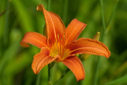 Virágok és csokrok ingyenes letöltés - orchidea, liliom, daylily