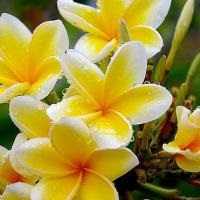 Virág frangipani, az istenek szimbóluma