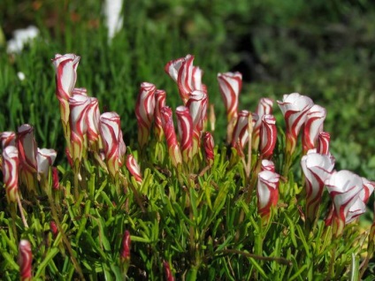 Oxalis de flori (acid) 45 fotografii, îngrijire acasă, superstiții și semne, note, plantare în