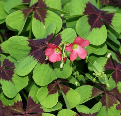 Oxalis de flori (acid) 45 fotografii, îngrijire acasă, superstiții și semne, note, plantare în