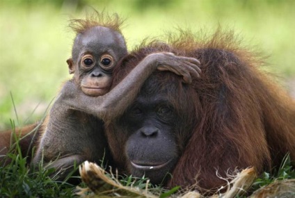 Ziua Mamei în lumea animală - știri despre animale, animale rare și animale mitice