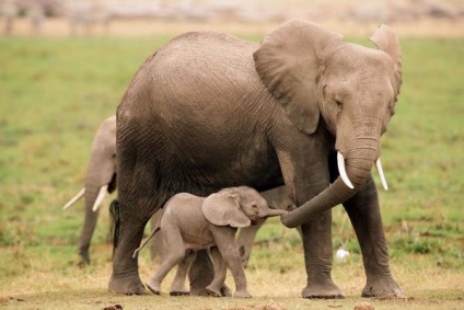 Ziua Mamei în lumea animală - știri despre animale, animale rare și animale mitice