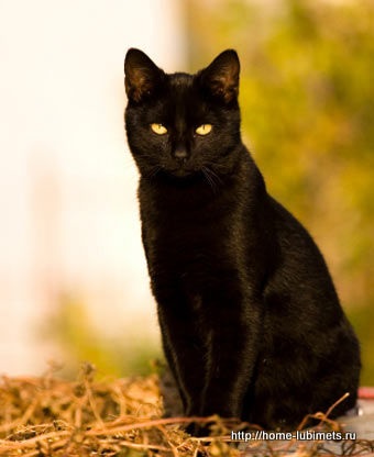 Ziua de protecție a pisicilor negre este un animal de companie