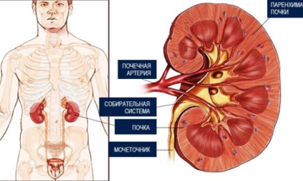 Dieta cu principiile de bază ale glomerulonefritei, meniul aproximativ