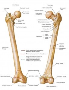 Secțiunea distală a femurului - anatomia oaselor