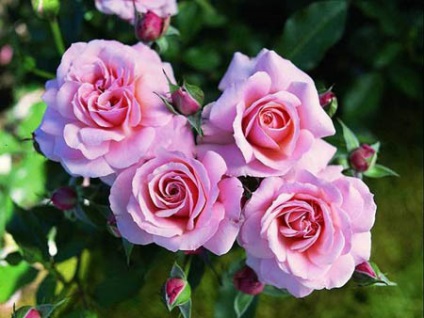 Minunat grădină - trandafiri floribunda
