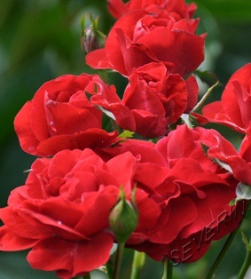 Csodálatos kert - rózsa floribunda