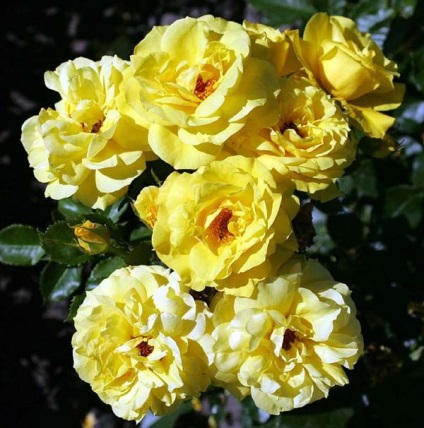 Minunat grădină - trandafiri floribunda