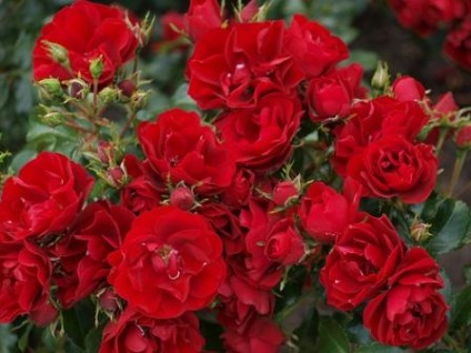 Csodálatos kert - rózsa floribunda